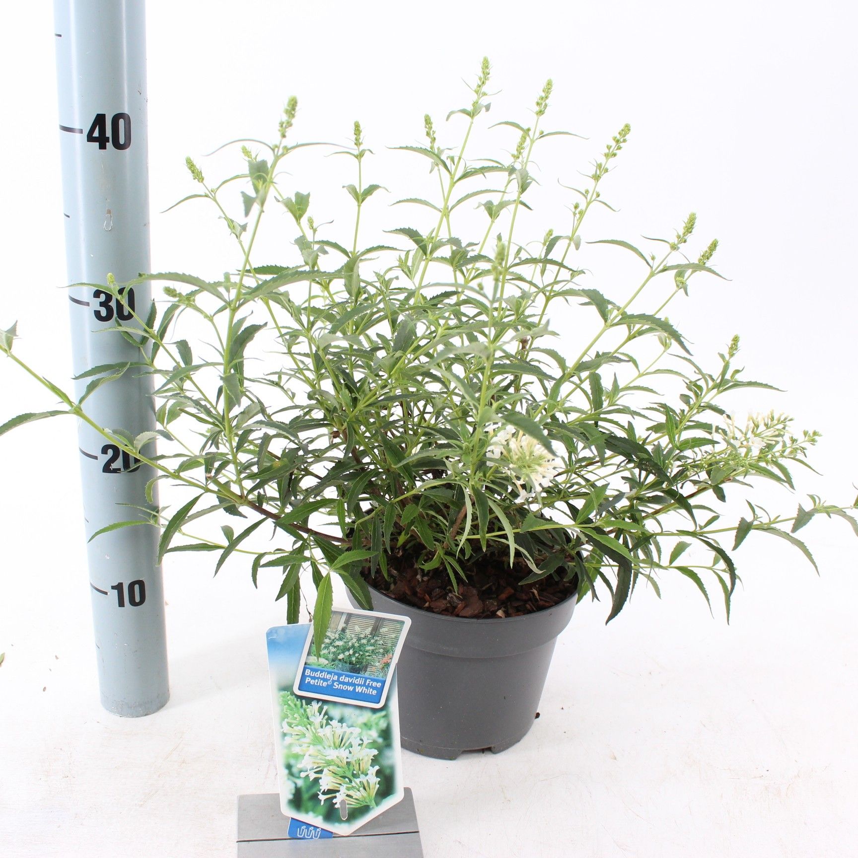 Buddleja dav. Free Petite© Snow White ('Podaras 15'PBR), D 17