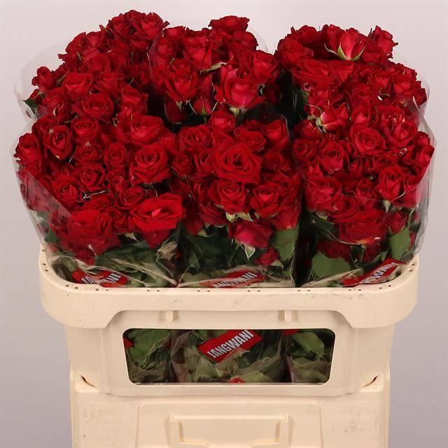 Роза куст. Доминика 70, шт.