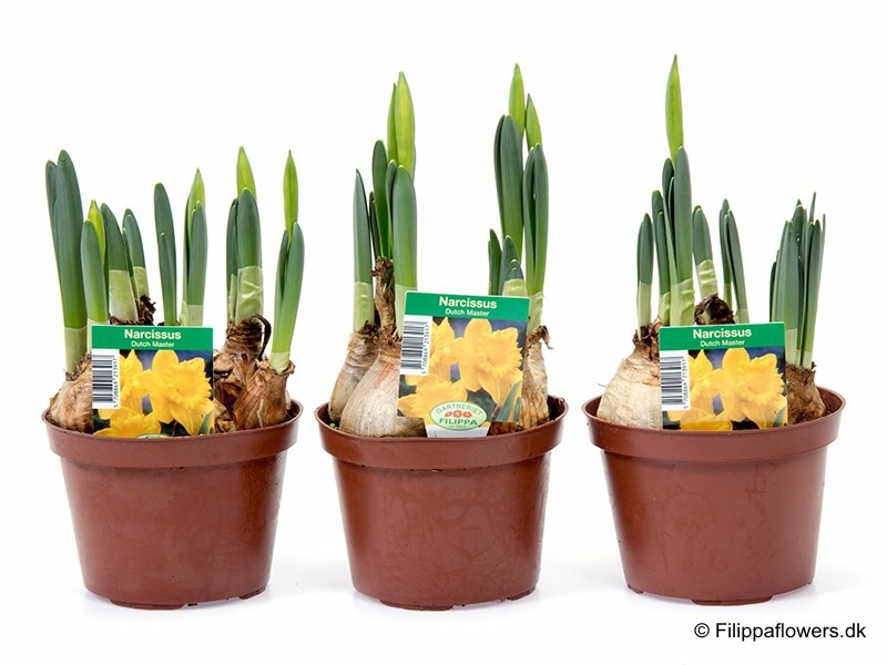 NARCISSUS INCOMPARABILIS 'Ducth Master', D 11