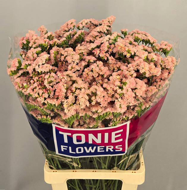 Статица Эмма Пич+ 70, шт.