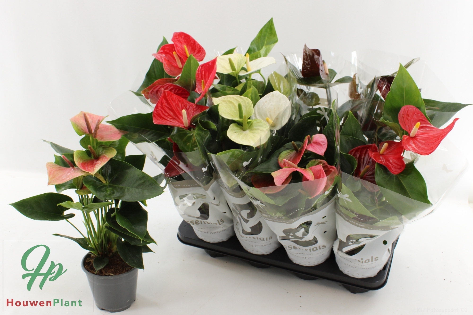 Anthurium 14 cm 4 color mix in Essentials sleeve, D 14