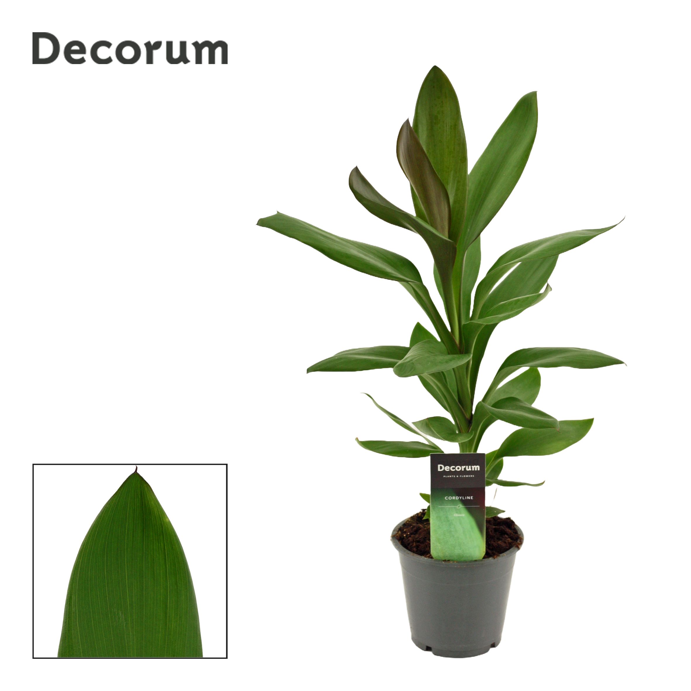 Cordyline Glauca 12 cm ( Decorum), D 12