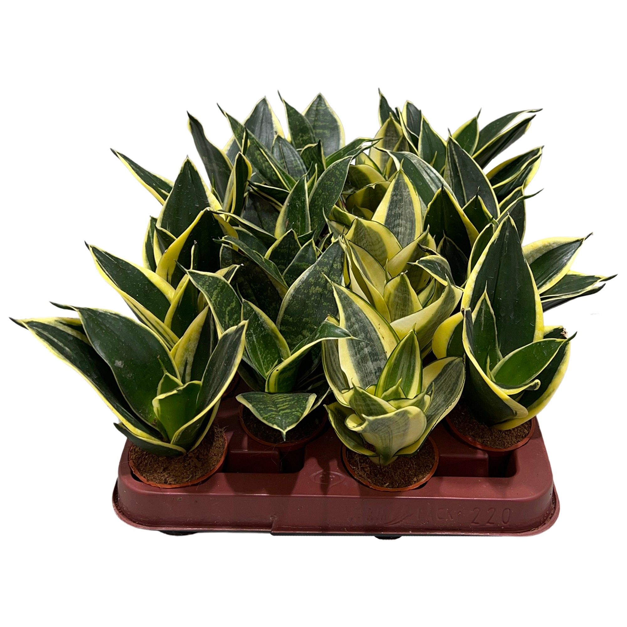 sansevieira hahni mix 4 soorten, D 6