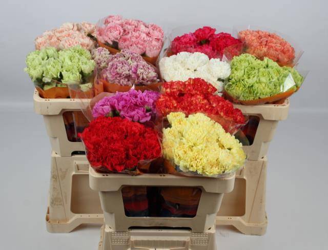 Диантус од. Микс, шт.