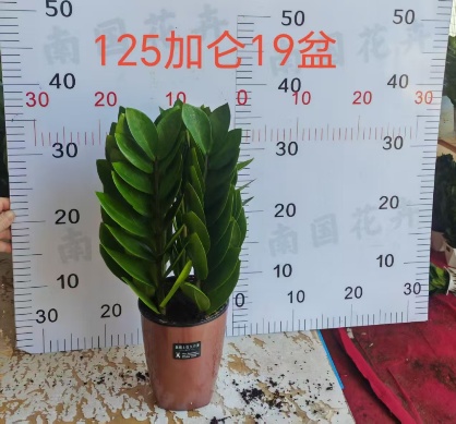 Замиокулькас пирамида 12.5 12,5 40