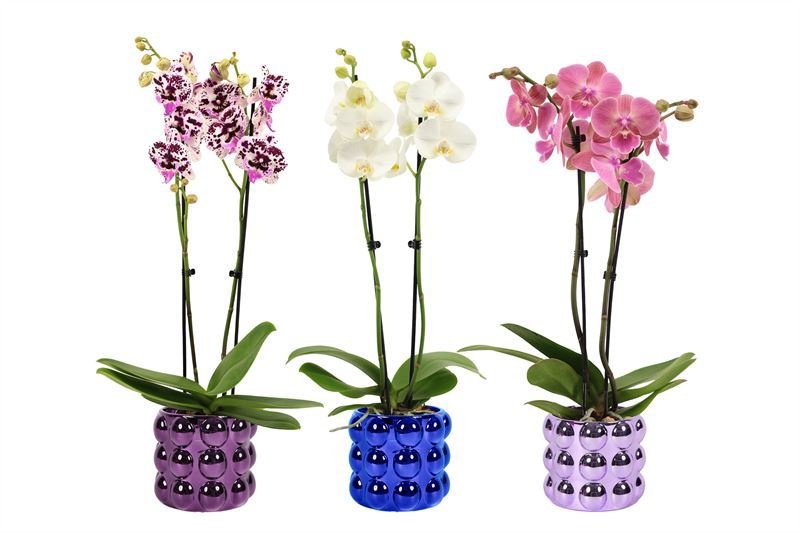 Dolomite p12 Electroplated Daisy grande mix Phal mix 2T14+, D 12