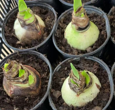 Амаейллис Амарйллис 32 30