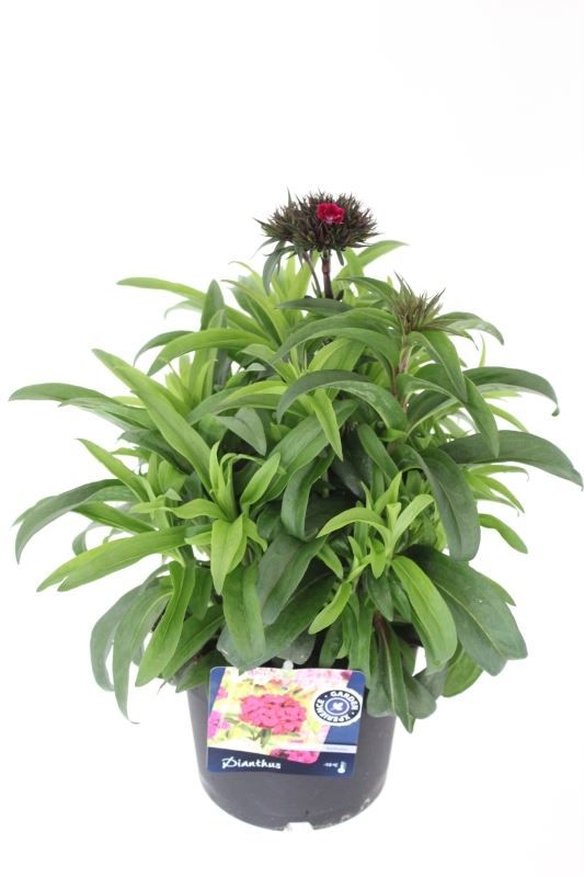 Dianthus barbatus Dash Violet, D 17