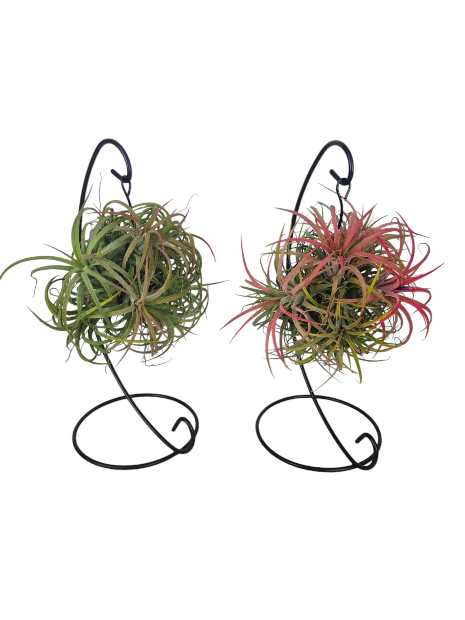 Tillandsia ionantha clumb mix hanger medium, D 12