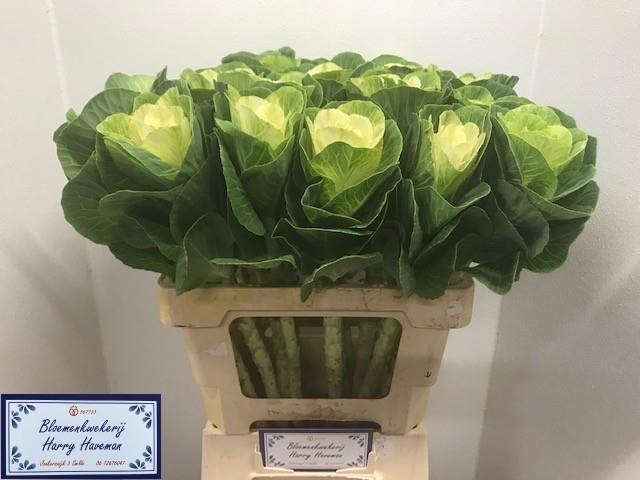 Брассика Вайт Крэйн 50, шт.