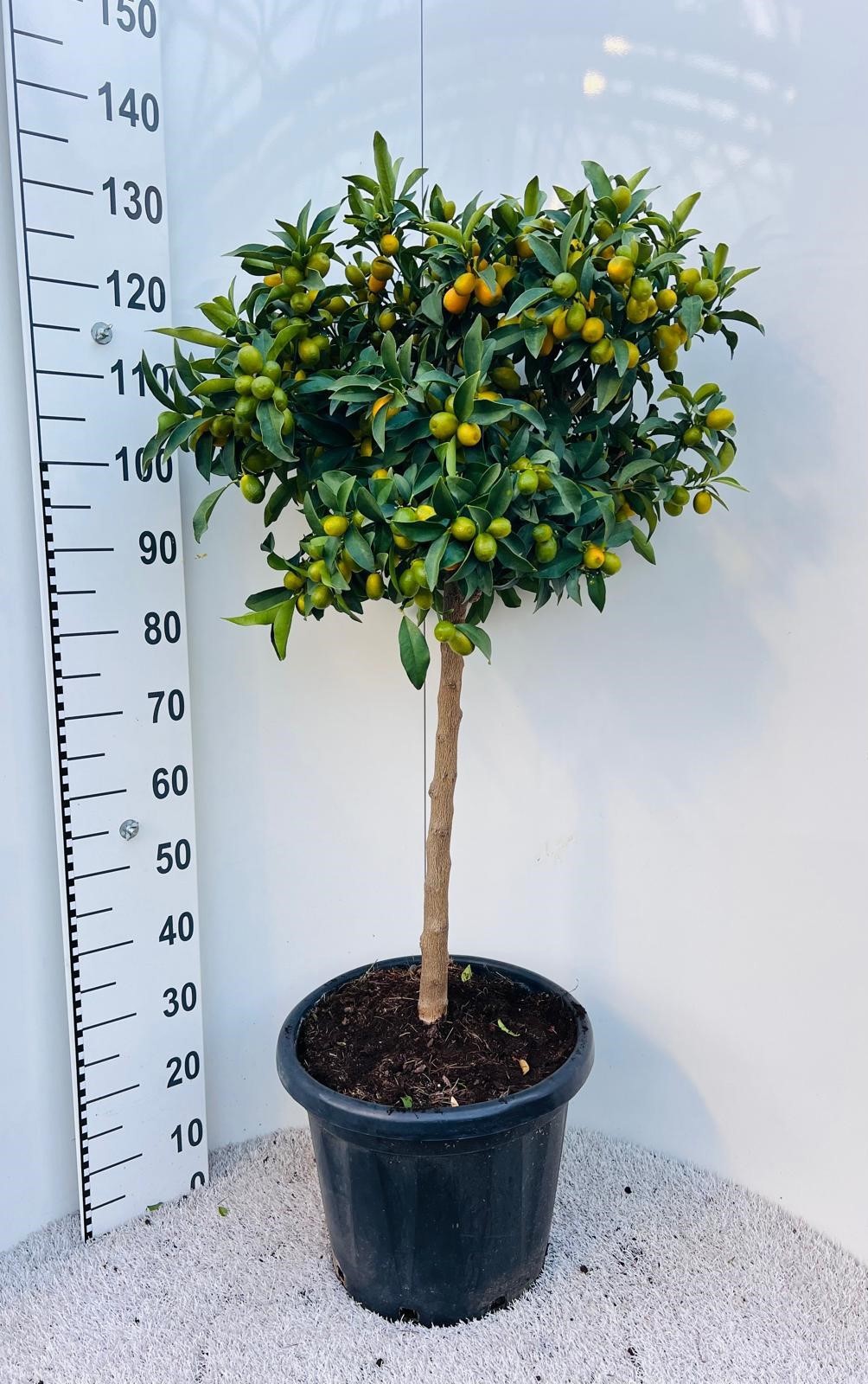 Citrus Kumquat Nagami on stem, D 40