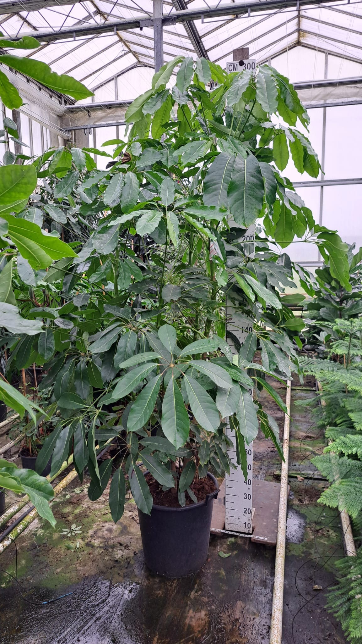 Schefflera Amate bush XXL 300, D 55