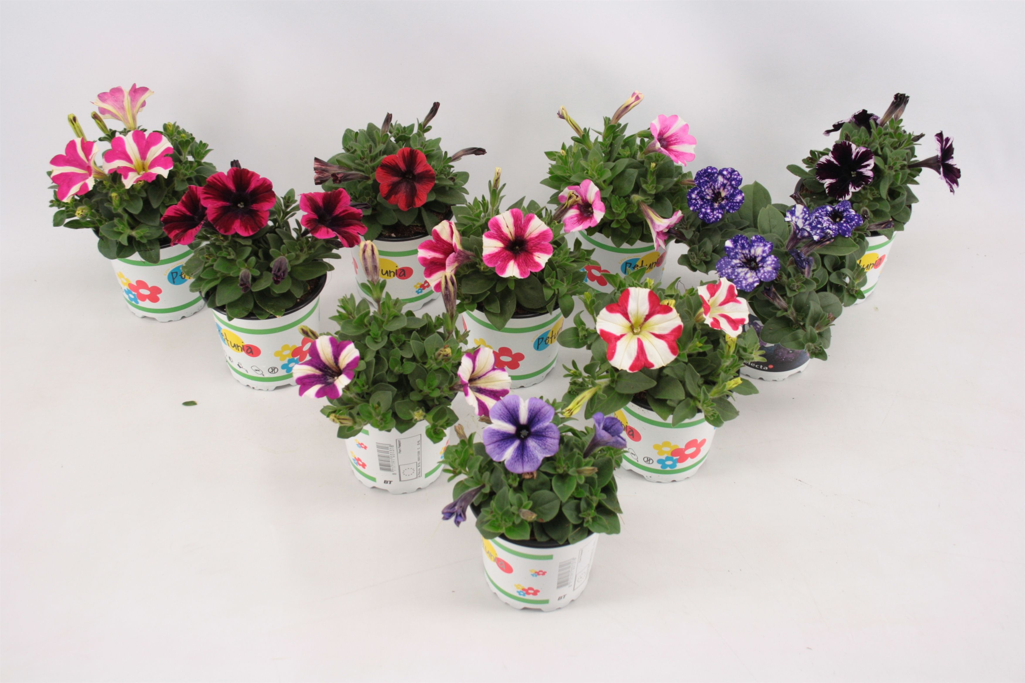 Petunia Mixlaag speciale kleuren inclusief sky, D 10,5