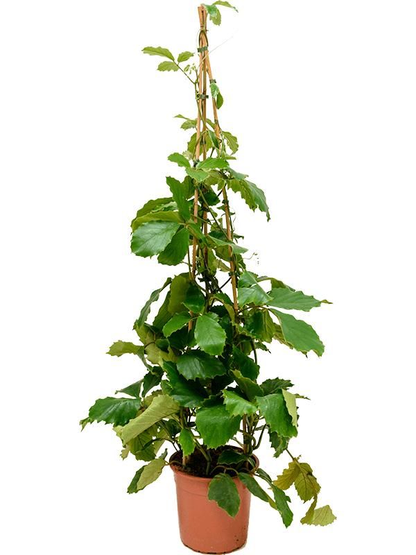 Tetrastigma voinierianum, D 27