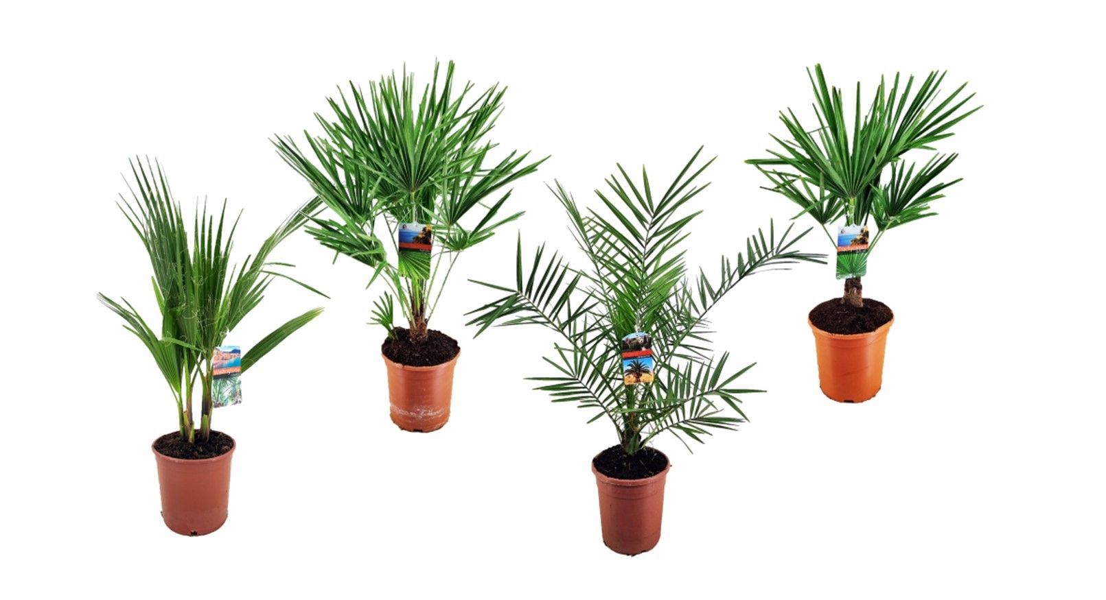 Palmen mix outdoor - 3/4 soorten, D 21