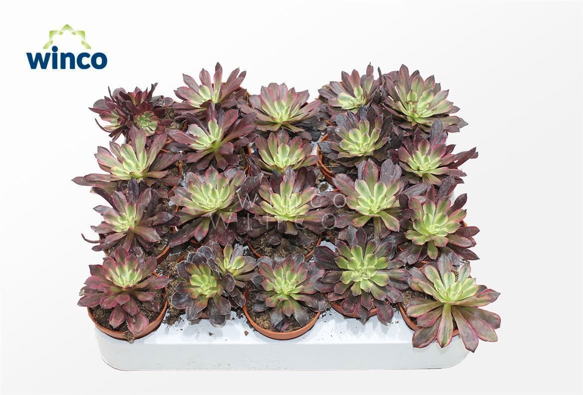 Aeonium Mardi Grass, D 5,5