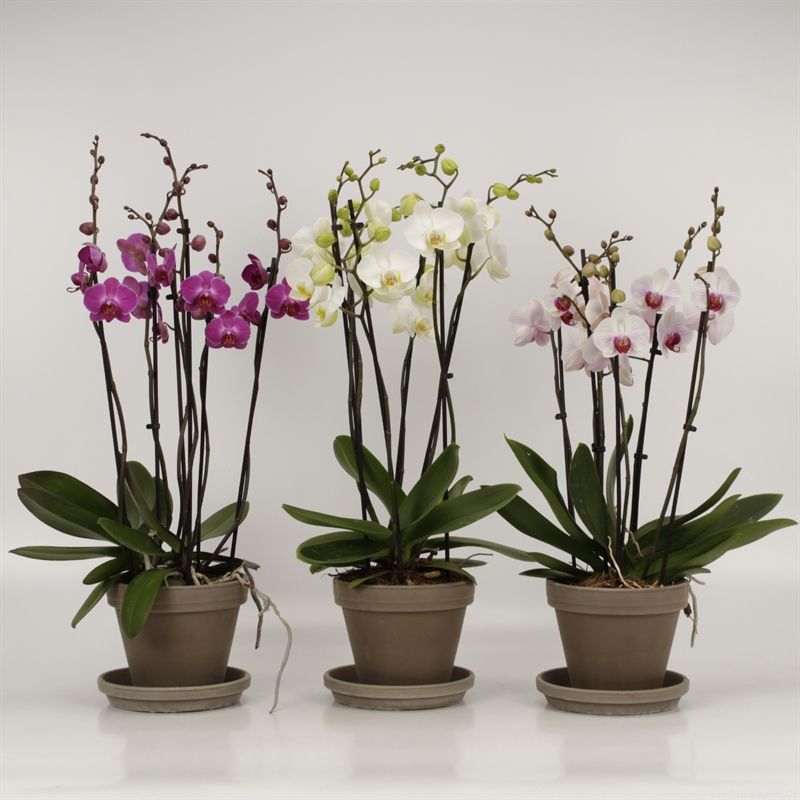 Phalaenopsis gemengd 6 tak gemengd in Megane grijs pot 18cm met schotel, D 18