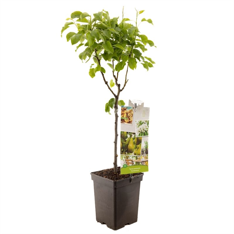 Pyrus comm. Conference Patio Handpeer, D 18