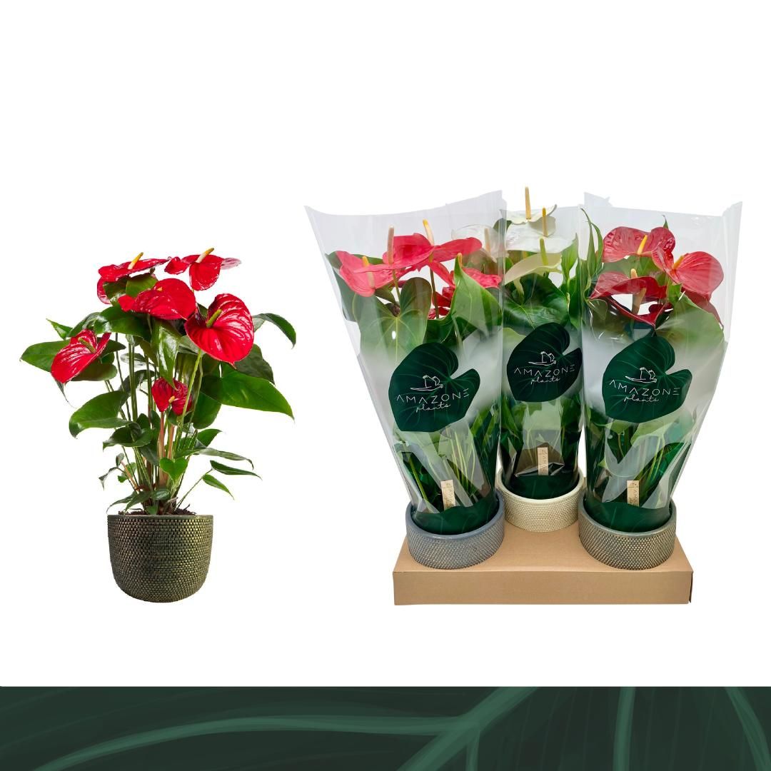 Anthurium Mix 17cm Luxe Keramiek, D 17