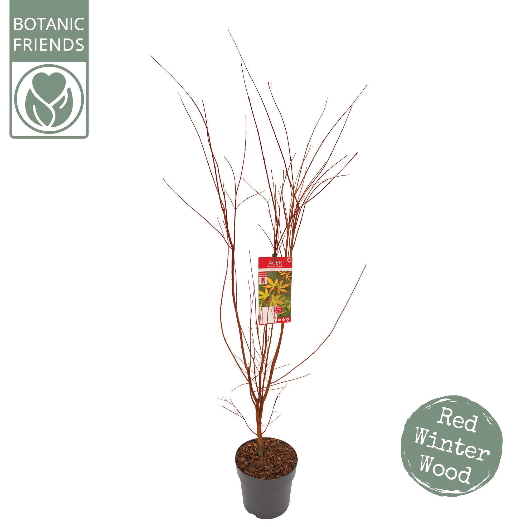 Acer palm. 'Sangokaku', D 29