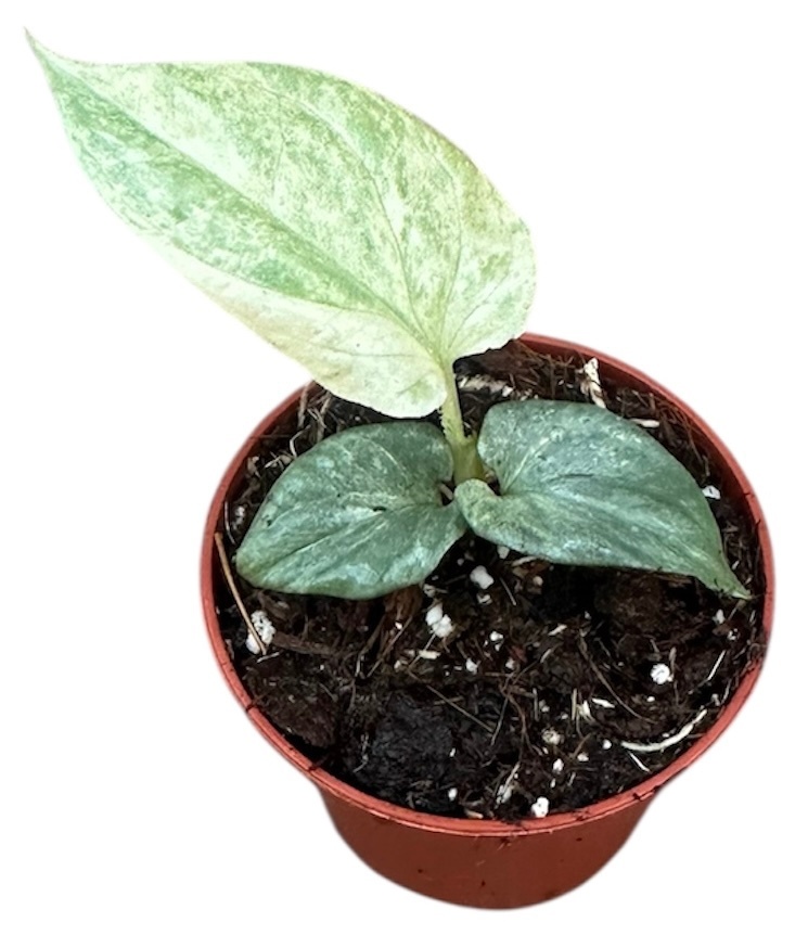 Amydrium Medium Silver Variegata, D 6