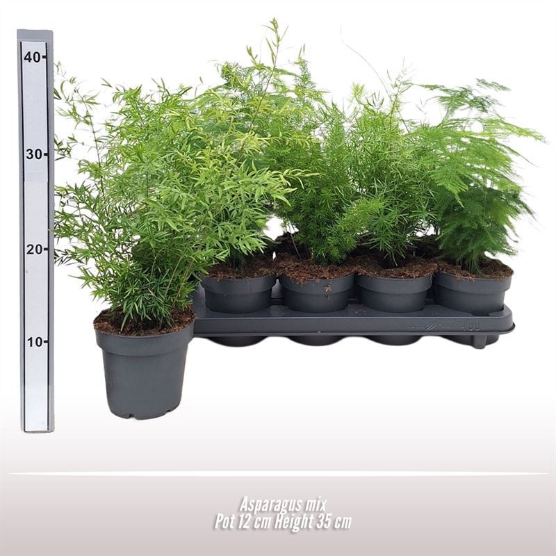 Asparagus mix, D 12