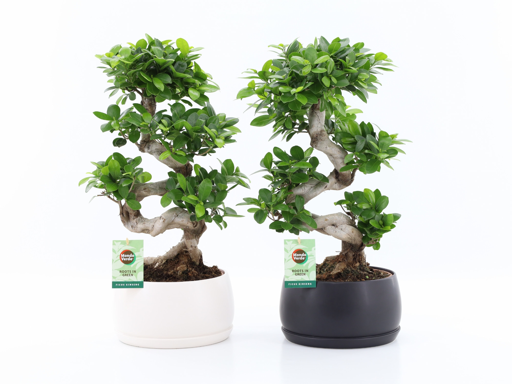 Ficus Ginseng S type in Shengzi schalen, D 25