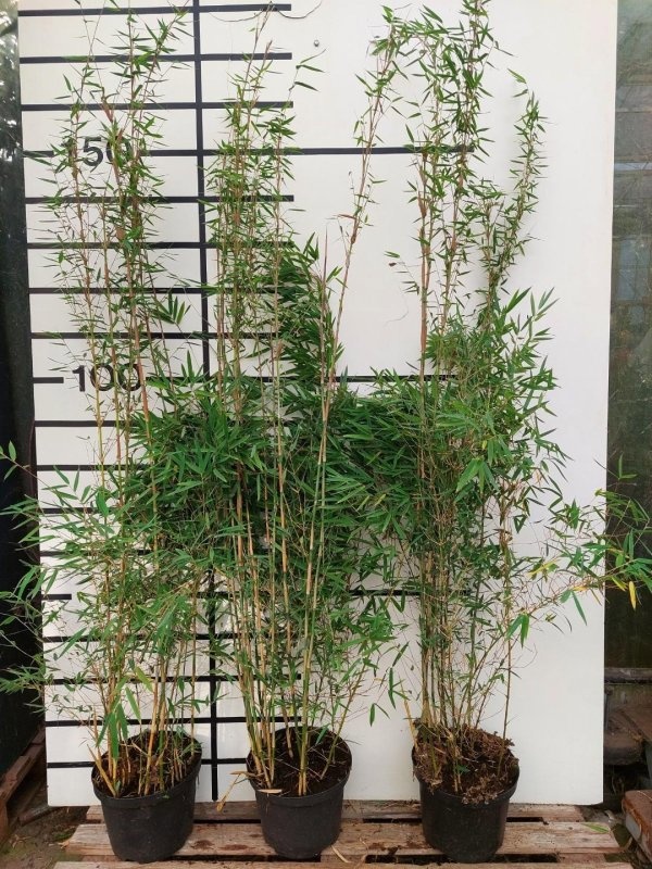 Fargesia 'Benniel1', D 29