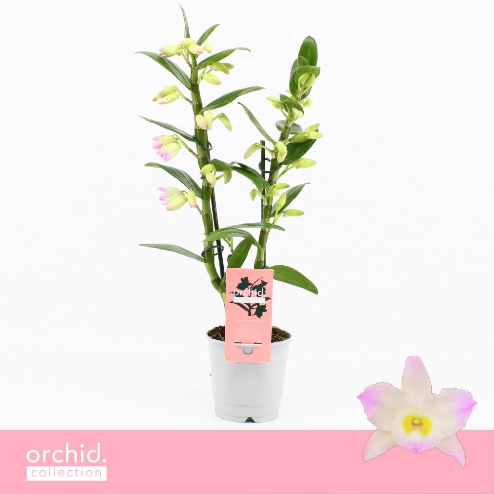 Dendrobium Nobilé, Kumiko 2-spike Compact 'Orchid Collection', D 12