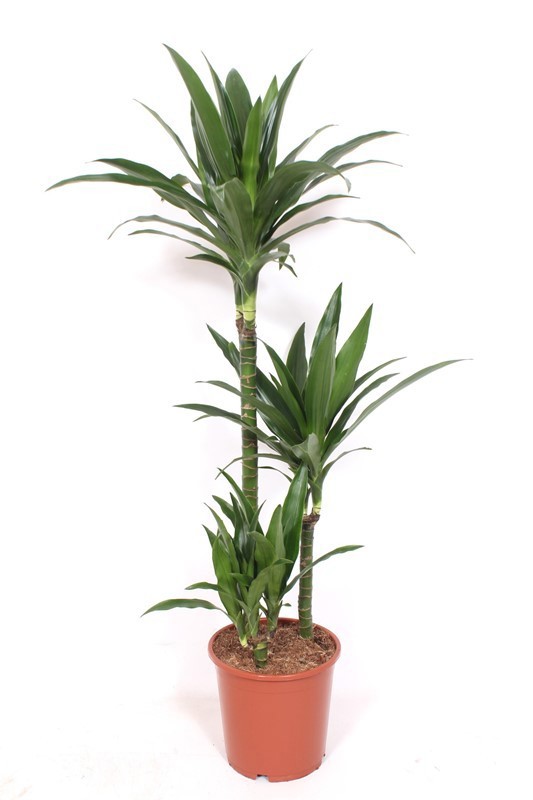 Dracaena Janet Craig 60-30-15, D 21