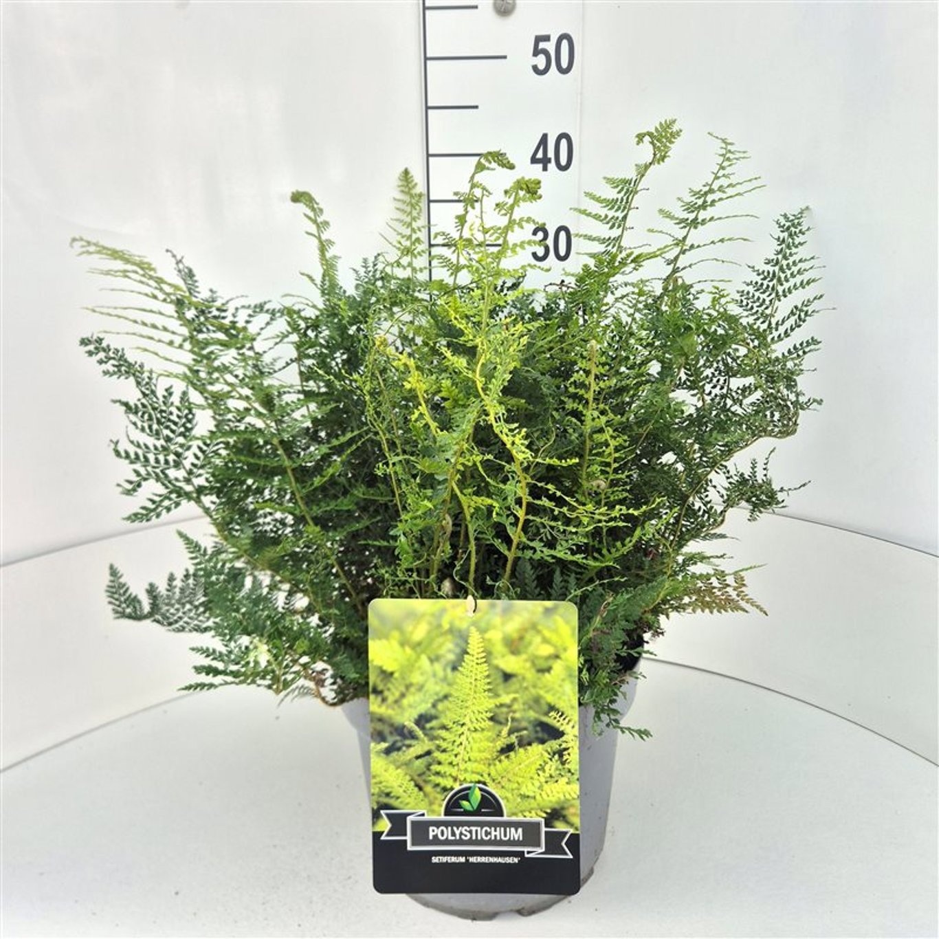 Polystichum set. 'Herrenhausen', D 28