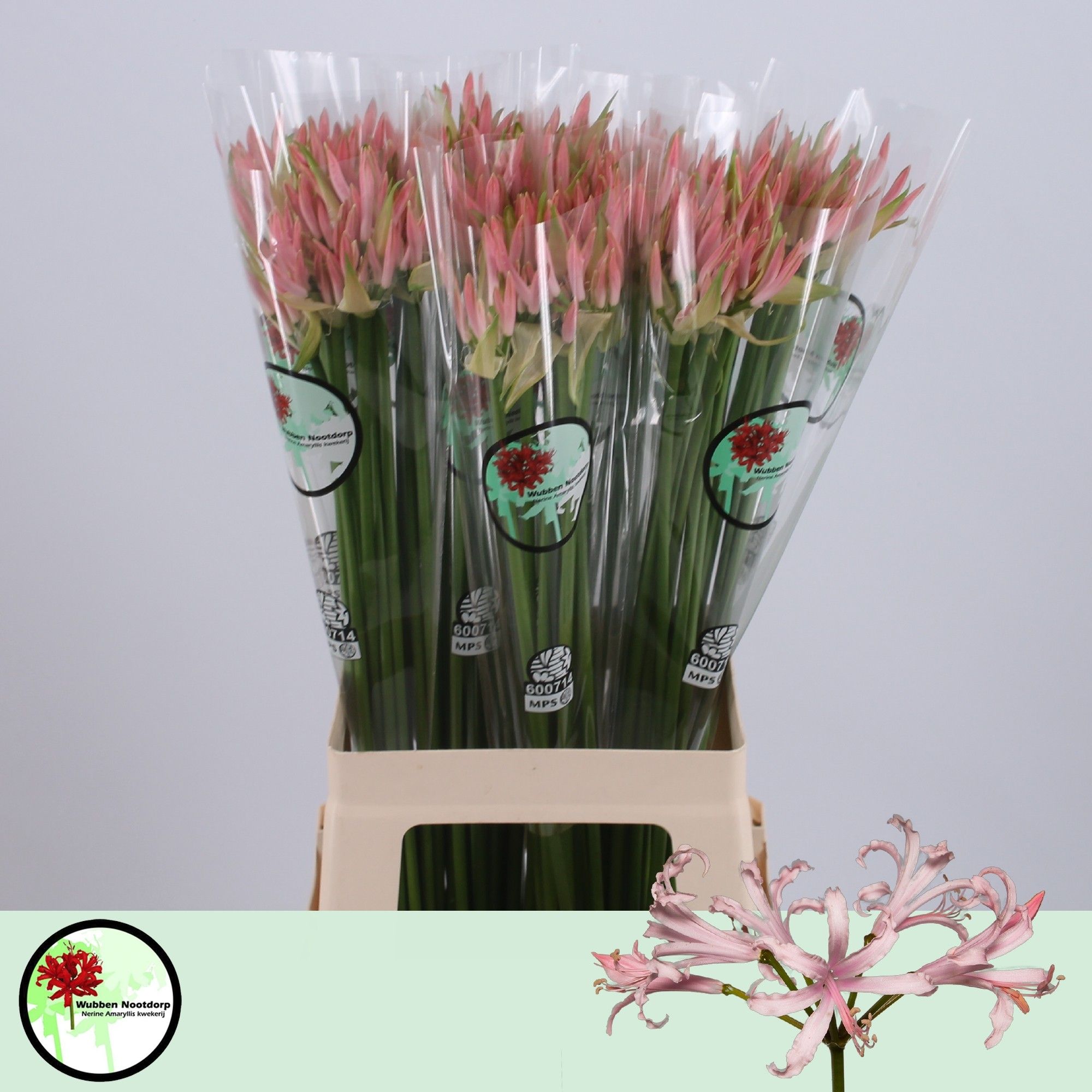 Нерине Веста К 70, шт.