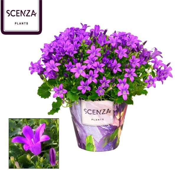 Campanula Porto Longlife Senza, D 11