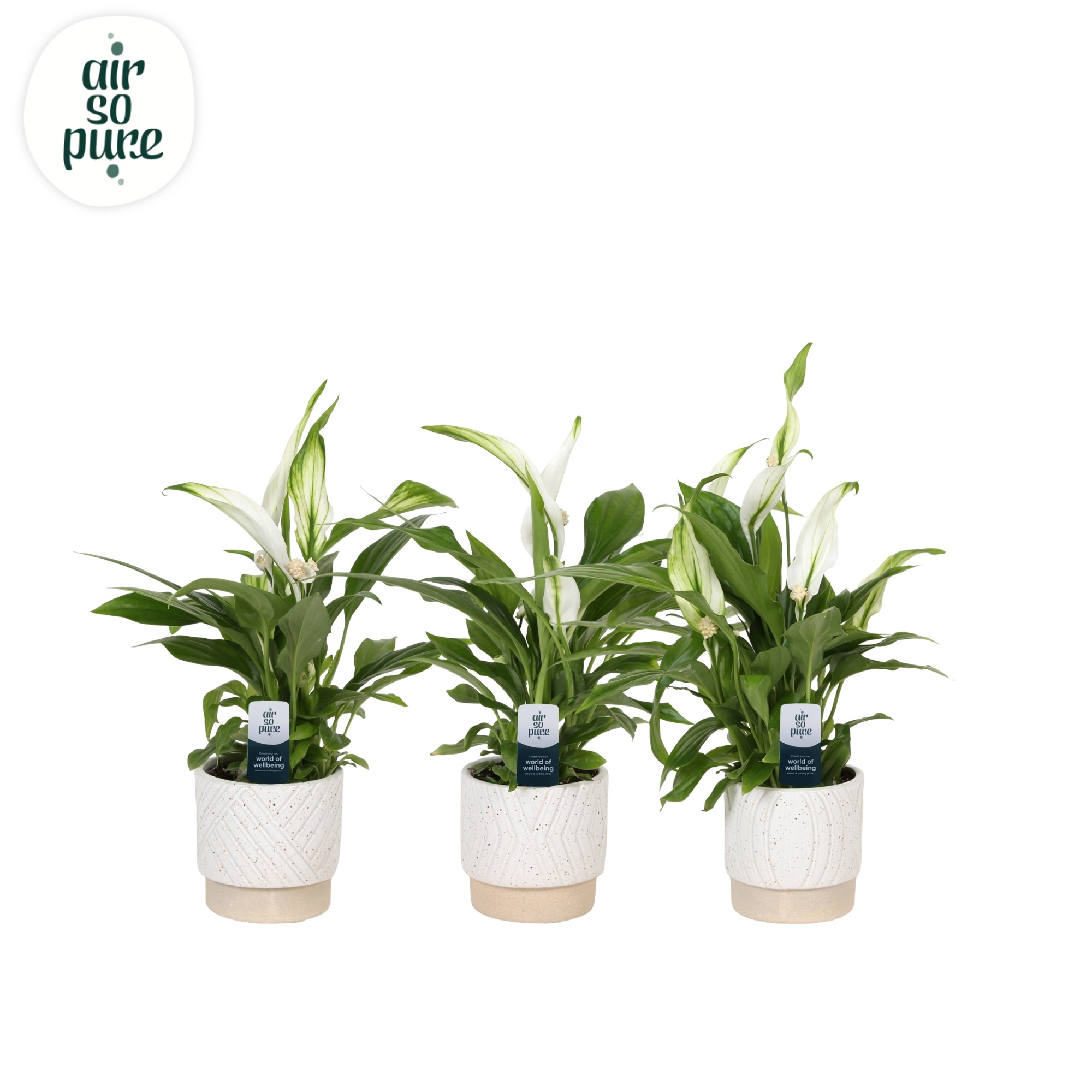 KP-880.2 - Spathiphyllum 7cm in cilinderpot op voetje, D 7 cm KP-880.2 - Spathiphyllum 7cm in cilinderpot op voetje, D 7 cm