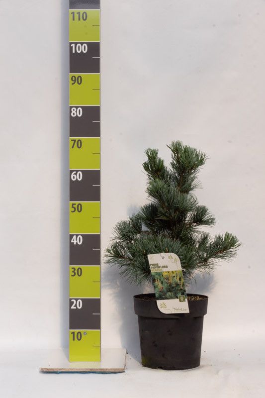 Pinus parviflora 'Negishi' C 7 40-50, D 27 cm