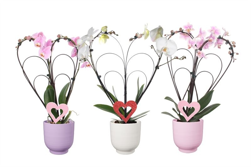 Fem p12 mix p12 Phal hartvorm mix 2T14+, D 12