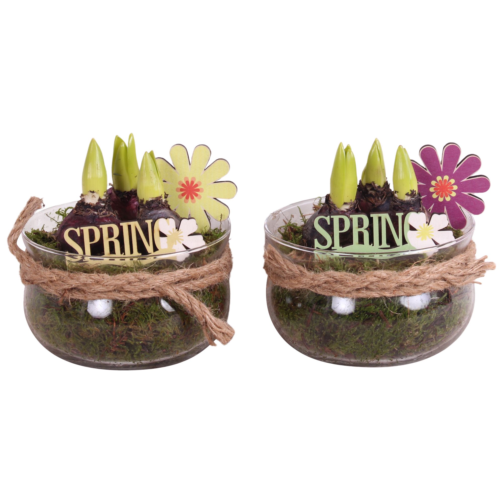 Bulbs Arr. Hyacint Glass Bowl with Rope Ø16cm 3PP, D 16