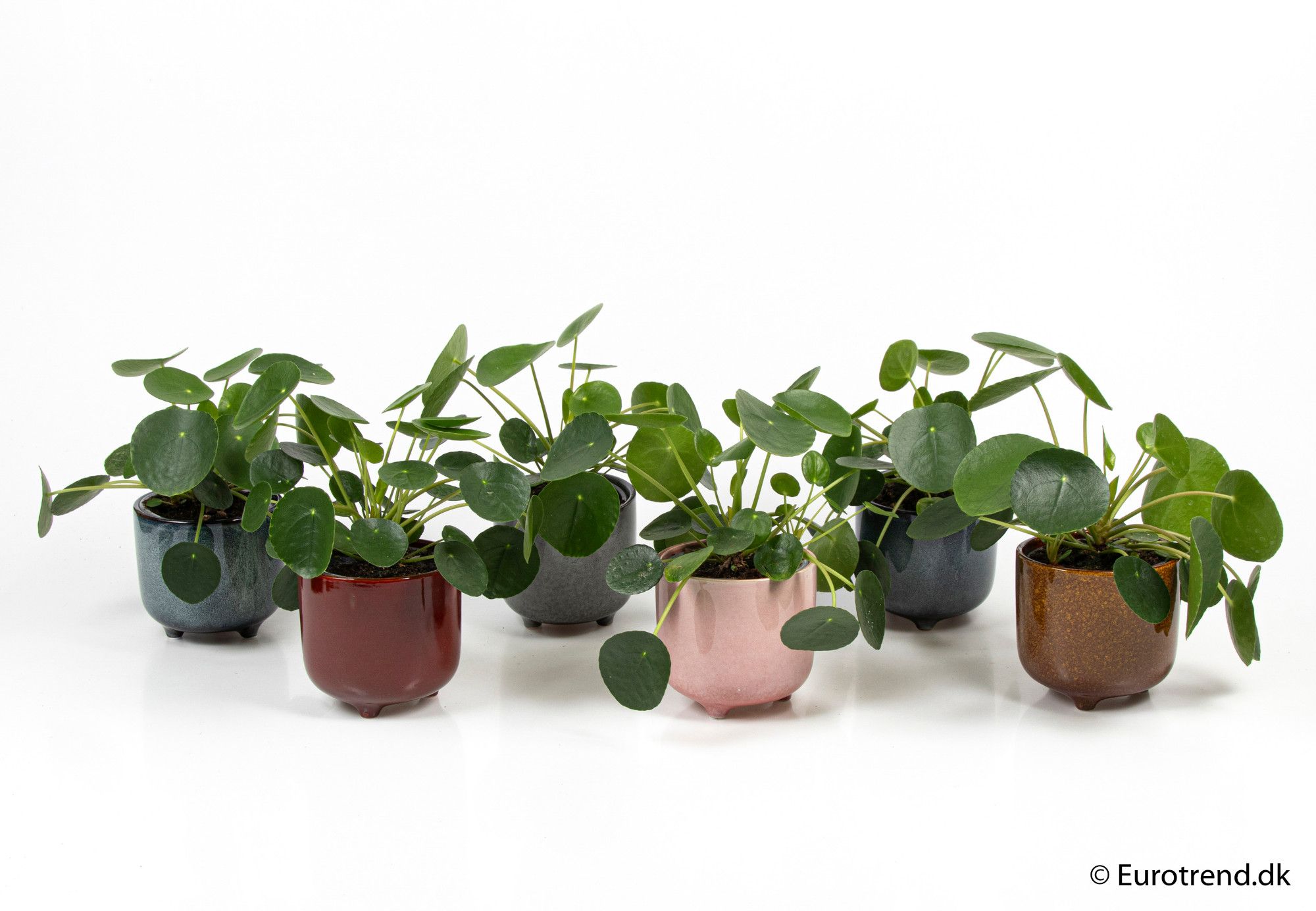 Pilea Pepemioides in 11 cm ceramic - New Look 2025, D 6