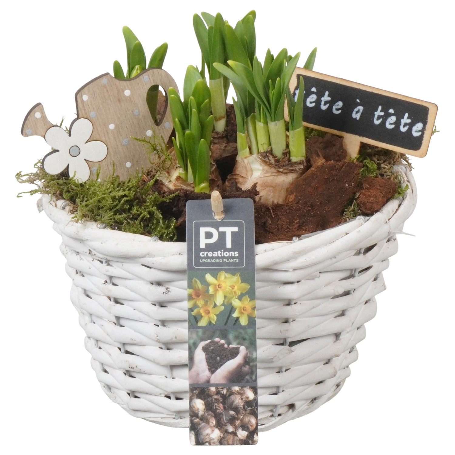 PTN8643 Arrangement Narcissus in rieten mand, D 18