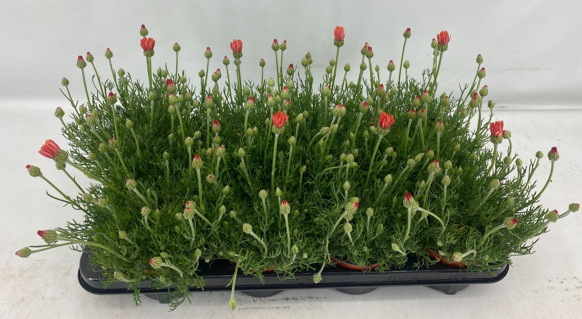 Rhodanthemum Zagora Oranje, D 12