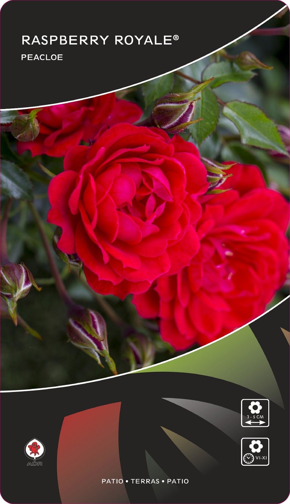 Rosa (PAT) Raspberry Royale®, D 17