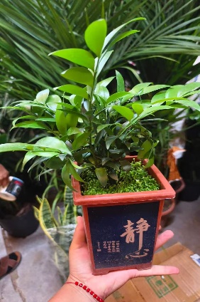 Подокарпуснаги литтл форест 方盆 30