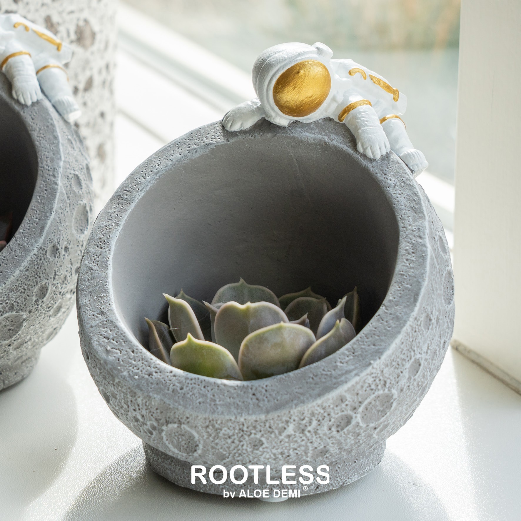 ROOTLESS Echeveria mix, Martian, D 12