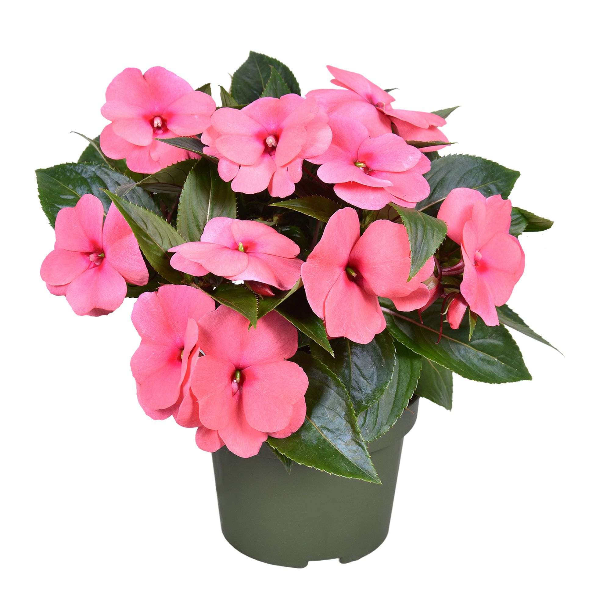 Impatiens New Guinea ROZE, D 13