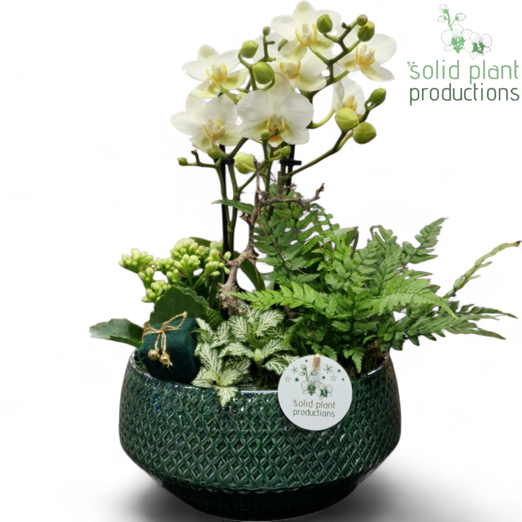 PH120 Aurora Small Green Phalaenopsis, D 24