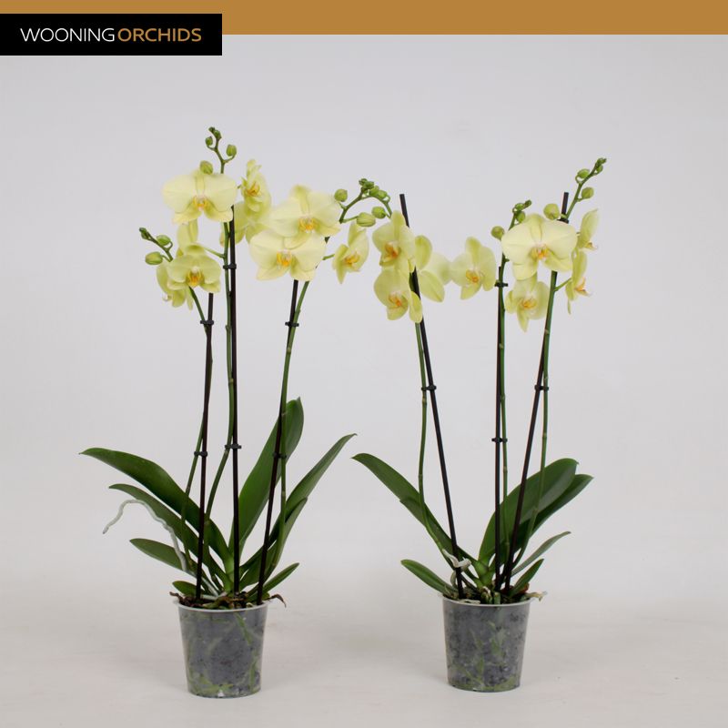 Phalaenopsis Geel 3 tak, 18+ Bloem, 55 - 75 cm, D 12 cm