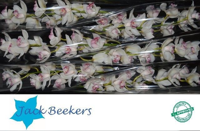 Цимбидиум Сильвестер x6 80, шт.