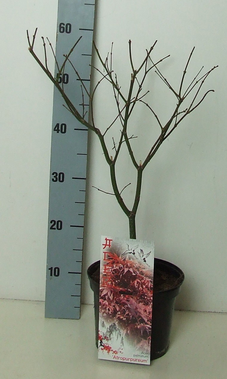 Acer palmatum 'Atropurpureum' P19 Full CC, D 19