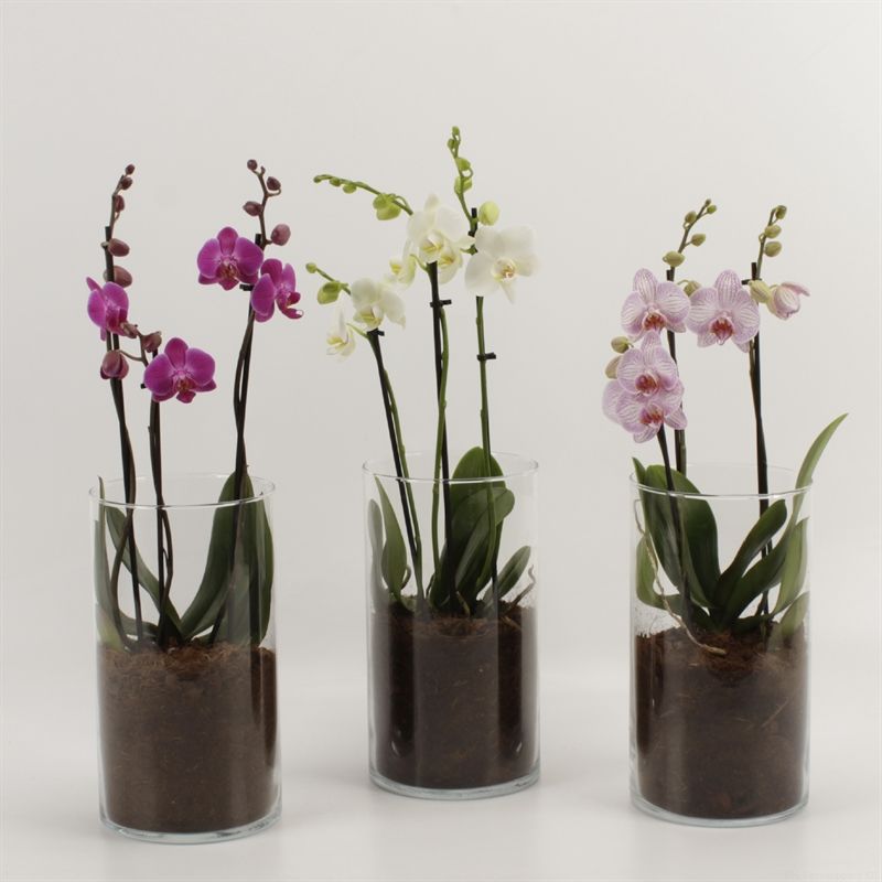 Phalaenopsis gemengd 3 tak gemengd in glasvaas 30cm, D 12