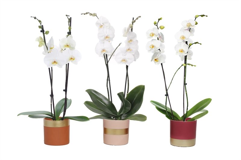 Dolomite p12 Horizon nude mix Phal white 2T14+, D 12